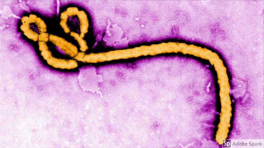 An ebola bacteria.