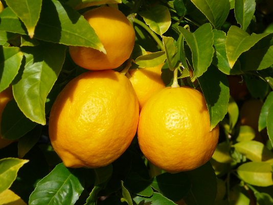 Lemons harvested from orchards are amongst secret ingredients for healthy immunities.