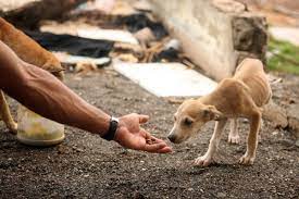 Local animal protection agencies aid creatures in need. Image from Pexels.