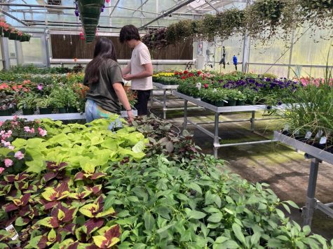 Green Level’s Upcoming Plant Sale